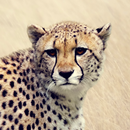 Cheetah Sounds APK