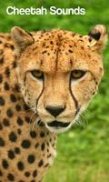 Cheetah Sounds پوسٹر