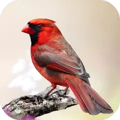 Cardinal Bird Sounds APK download