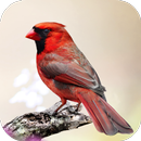 Cardinal Bird Sounds APK