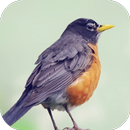 Robin Bird Sounds APK