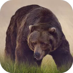 Bear Sounds APK download