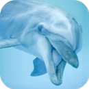 Dolphin Sounds APK