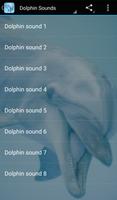Dolphin Sounds 海报
