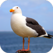 Seagull Sounds