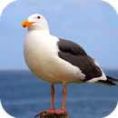 Seagull Sounds APK