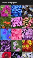 Flower Wallpapers APK download
