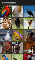 Bird Wallpapers Affiche