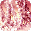 Girly Wallpapers-icoon