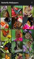 Butterfly Wallpapers تصوير الشاشة 1