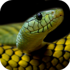 Snake Wallpapers आइकन