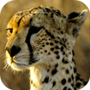 Cheetah Wallpapers APK