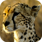 Cheetah Wallpapers ícone