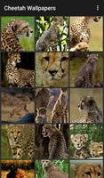 Cheetah Wallpapers Cartaz
