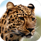 Leopard Wallpapers icon