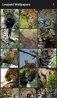 Leopard Wallpapers ポスター
