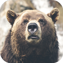 Bear Wallpapers APK