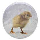 Baby Chick Wallpaper icône