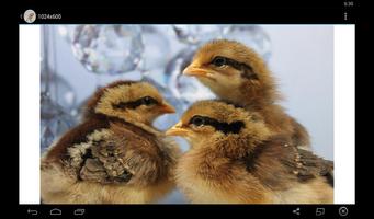 Baby Chick Wallpaper Affiche