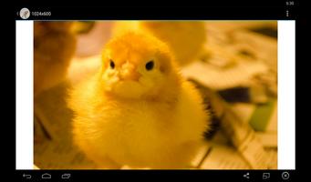 Baby Chick Wallpaper capture d'écran 1