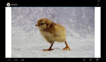Baby Chick Wallpaper capture d'écran 2