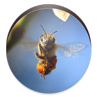 Bee Wallpaper-icoon