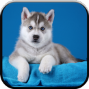 New HD Cute Siberian Husky Wallpapers aplikacja