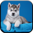 New HD Cute Siberian Husky Wallpapers icon