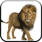 New HD Lion Wallpapers-icoon