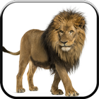 New HD Lion Wallpapers biểu tượng