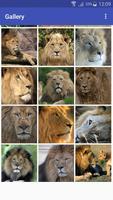 New HD Lion Wallpapers 스크린샷 2