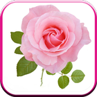 New Beautiful HD Roses Wallpapers icône
