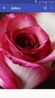 New Beautiful HD Roses Wallpapers 截图 1