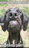 Crazy Dogs screenshot 1