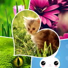Fresh New Wallpapers icono