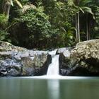 Aussie Rainforest Wallpaper-icoon