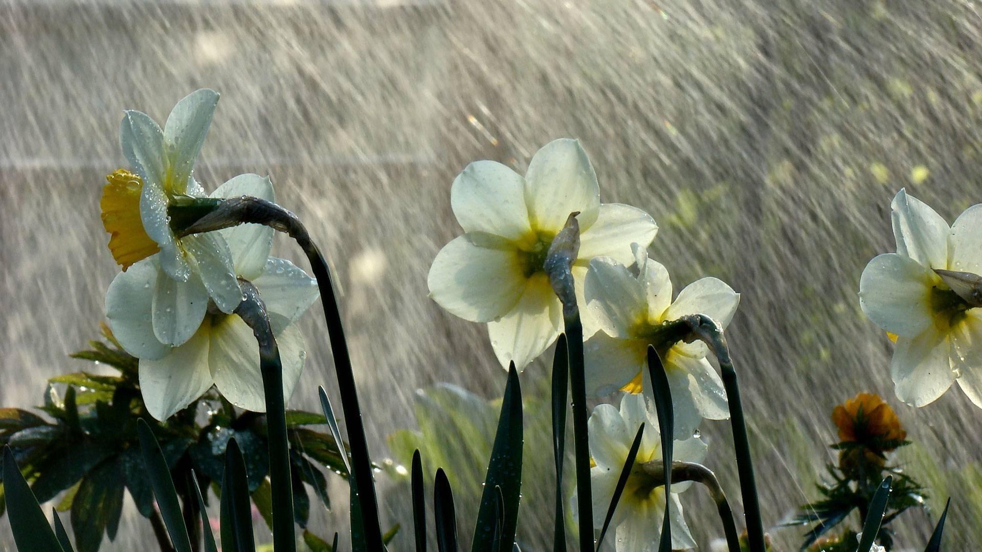 Monsoon Wallpapers APK for Android Download Monsoon Wallpapers APK for Android Download