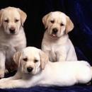 APK Cute Puppies Wallpapers