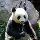 Panda Wallpapers APK