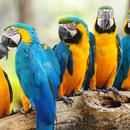 Parrot Wallpapers aplikacja