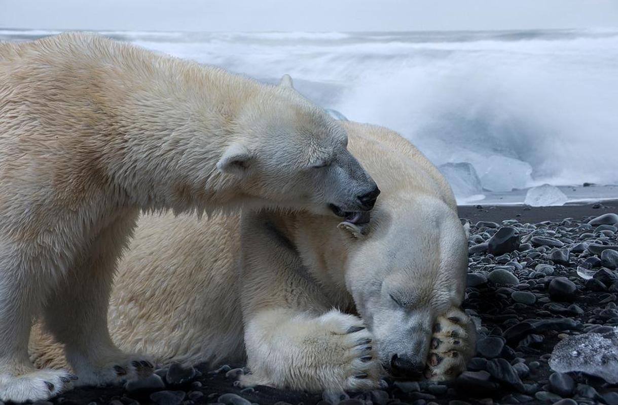 Polar Bear Wallpapers For Android Apk Download