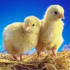 Cute Baby Chicken Wallpapers icône