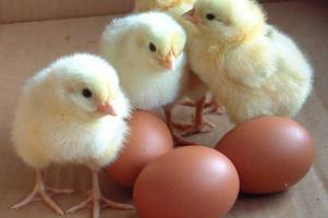 Cute Baby Chicken Wallpapers 截圖 3