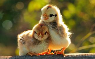 Cute Baby Chicken Wallpapers 截圖 1