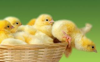Cute Baby Chicken Wallpapers 截圖 2