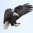 Eagle Wallpapers ícone