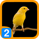 Burung Kenari V2 APK