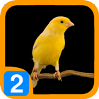 Burung Kenari V2 icon