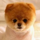 Icona Cute Puppies 4 U - Wallpapers
