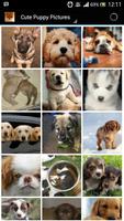 Cute Puppies 4 U - Wallpapers Affiche